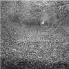 Bocage 53 a